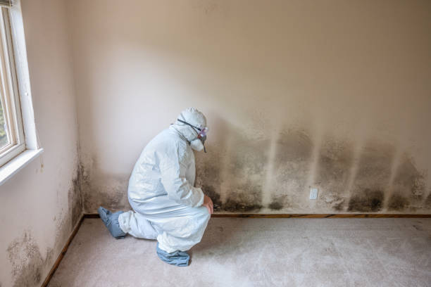 Professional Mold Removal in Eagle River, WI